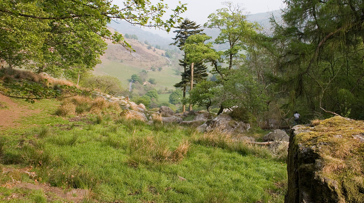 Upland acidic peat bog in Pistyll Rhaeadr, Wales - credit: Flickr/Steve Knight (CC by 2.0)